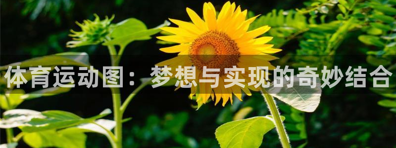 米兰体育官方正版app娱乐下载：体育运动图：梦想与实